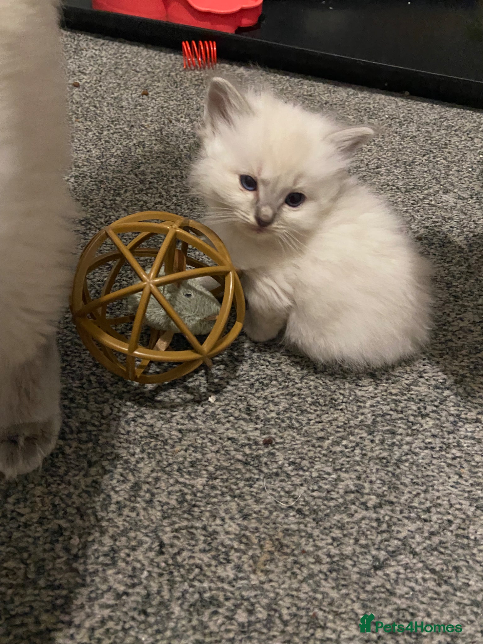 Ragdoll cats Adorable Lilac point Ragdoll kittens - Advert 17