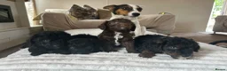 Jackapoo dogs for sale: 🐶🩷🩷jackapoos💙💙🐩 - Advert 1