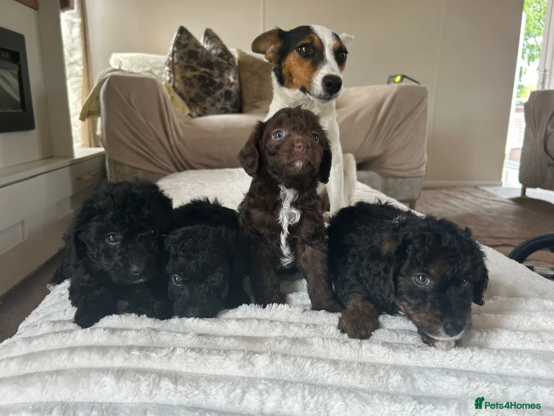 Jackapoo dogs for sale: 🐶🩷🩷jackapoos💙💙🐩 - Advert 1