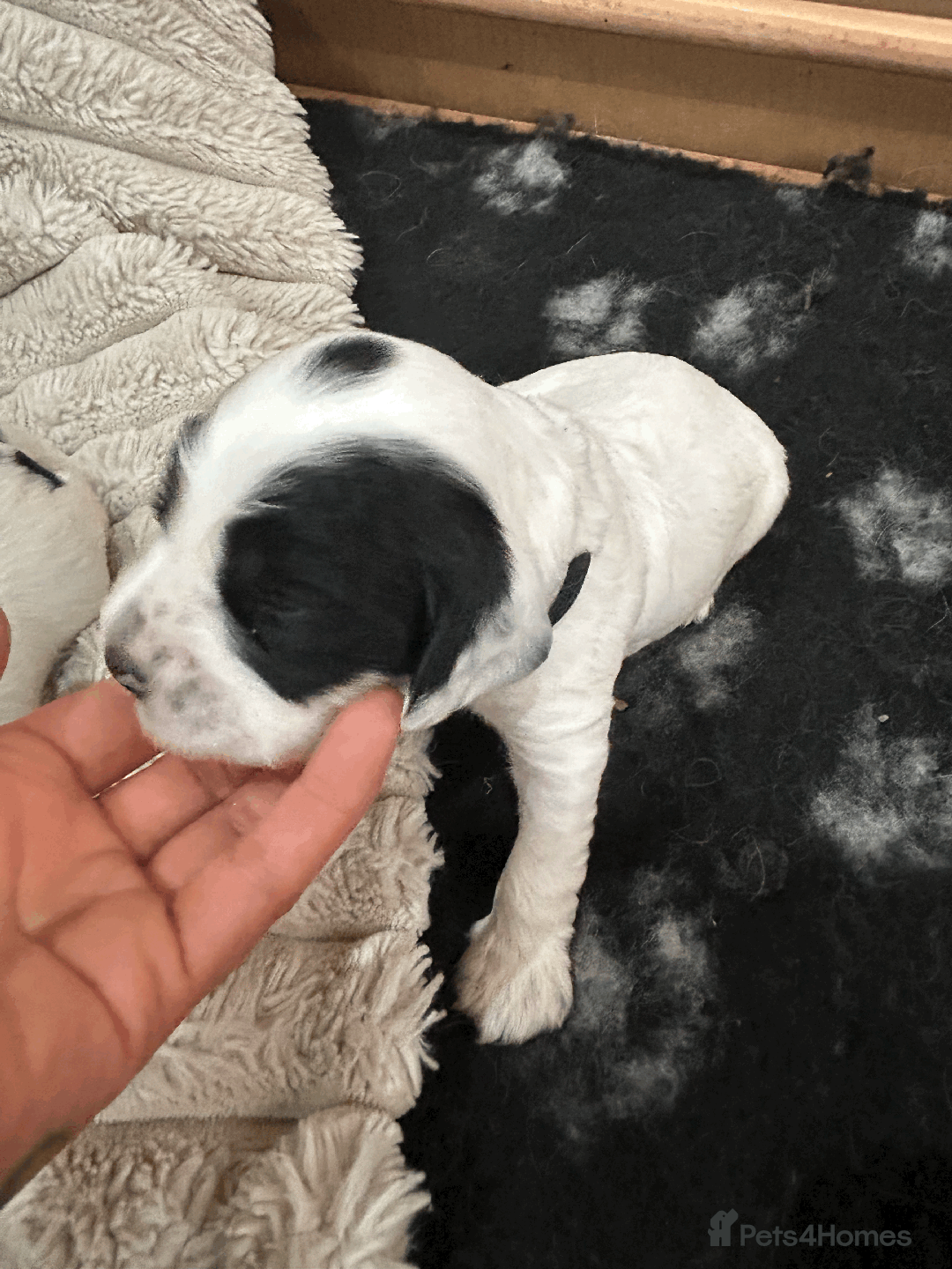 Cocker Spaniel dogs for sale: Cocker Spaniel Pups – From Champion Bloodlines - Image 7