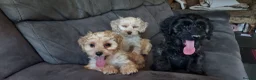 Cockapoo dogs for sale: Genuine f1 cockapoo puppies. - Advert 7