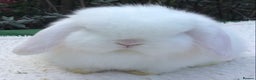 Mini Lop rabbits for sale: Mini lop doe - Advert 1
