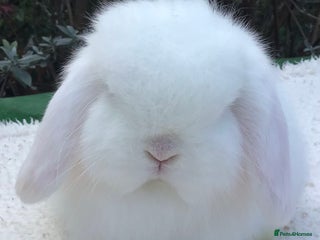 Mini Lop rabbits Mini lop doe - Advert 1