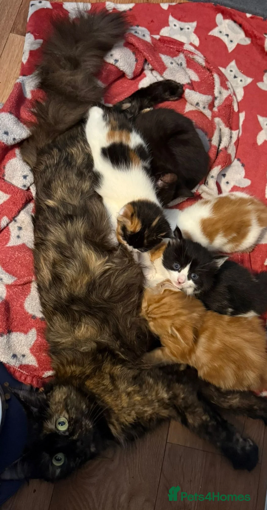 Mixed Breed cats for sale: Mixed Maine Coons - Advert 1