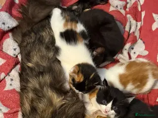 Mixed Breed cats Mixed Maine Coons - Advert 1