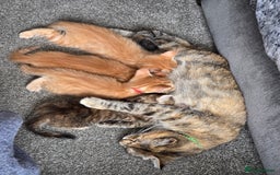 Mixed Breed cats for sale: 4 BEAUTIFUL KITTENS  - Image 1