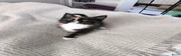 Mixed Breed cats for sale: Kittens to good homes in London - Advert 4
