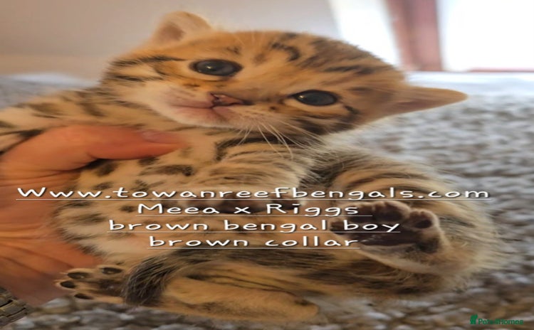 Bengal cats - Advert 3