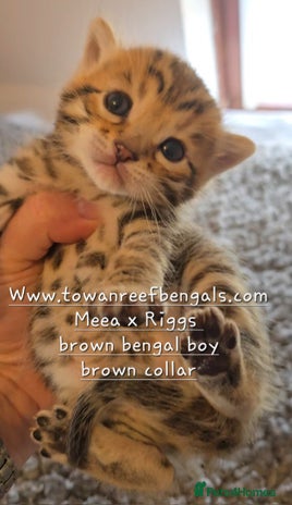 Bengal cats - Advert 1