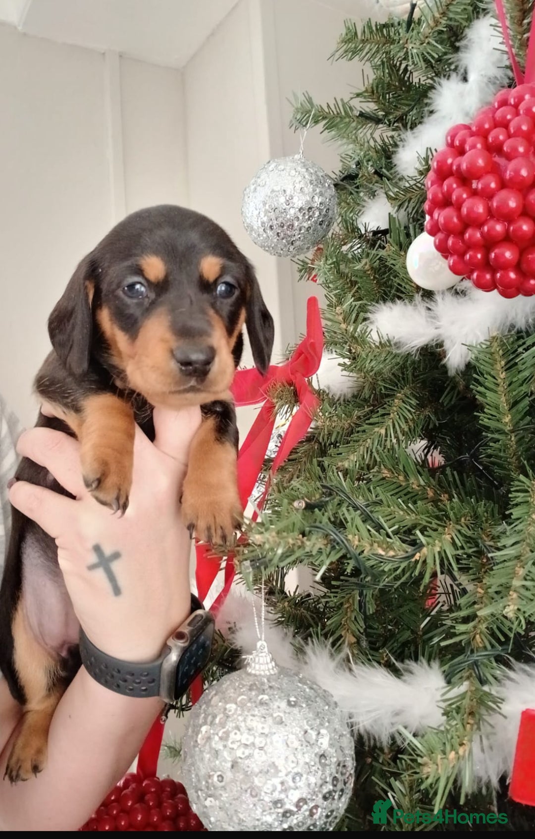 Miniature Dachshund dogs for sale: Miniature Dachshund  - Advert 2