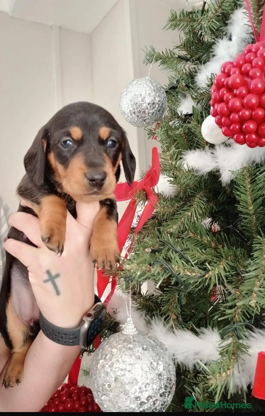 Miniature Dachshund dogs for sale: Miniature Dachshund  - Advert 1