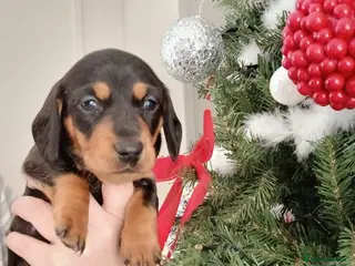 Miniature Dachshund dogs Miniature Dachshund - Advert 4