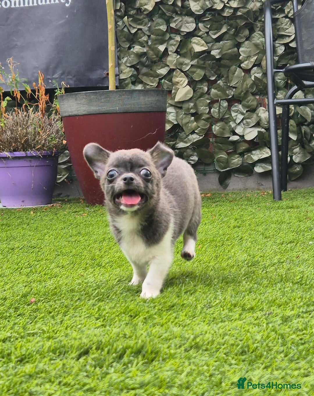 Chihuahua dogs for sale: Chihuahua female puppies  - Image 20