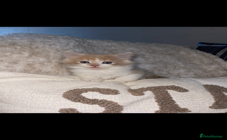 RagaMuffin cats - Advert 1