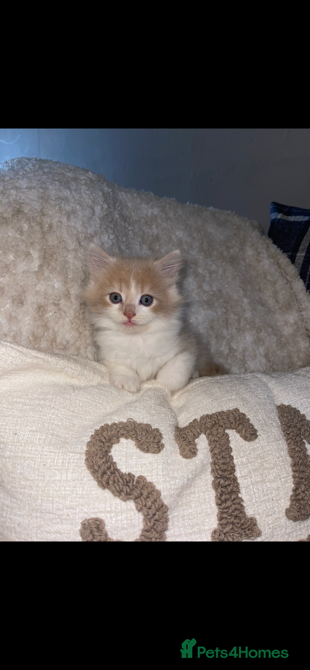 RagaMuffin cats for sale: Ragamuffin kittens for sale  - Image 1