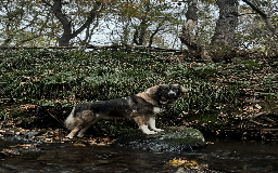 Caucasian Shepherd Dog dogs for sale: Caucasian Shepherd Dog - Image 8
