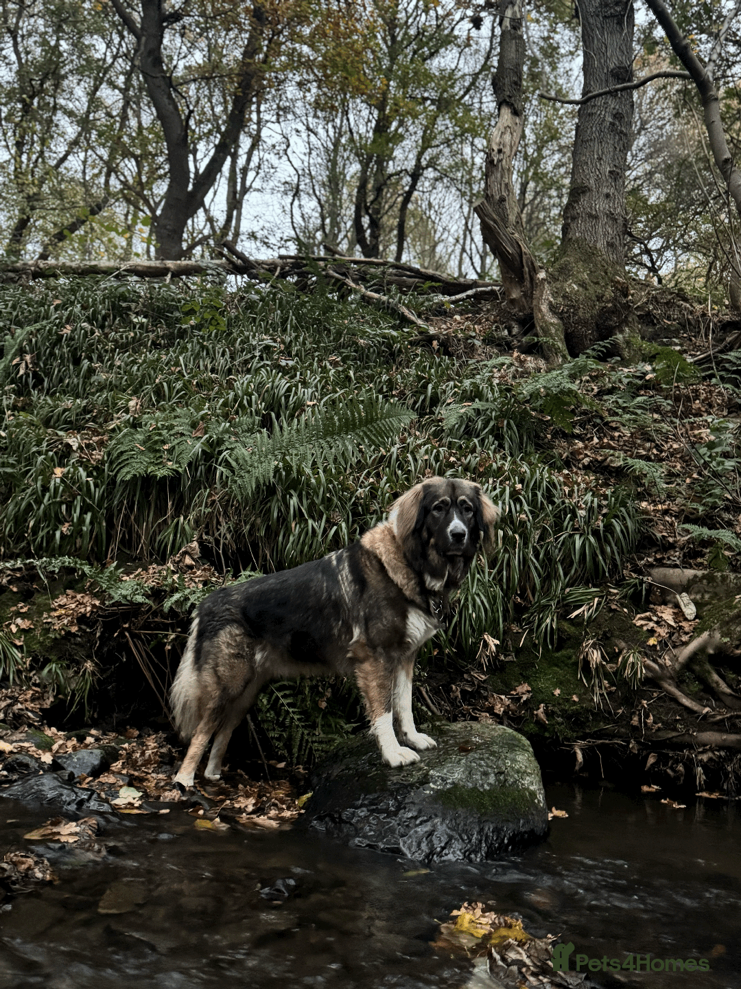 Caucasian Shepherd Dog dogs for sale: Caucasian Shepherd Dog - Image 8