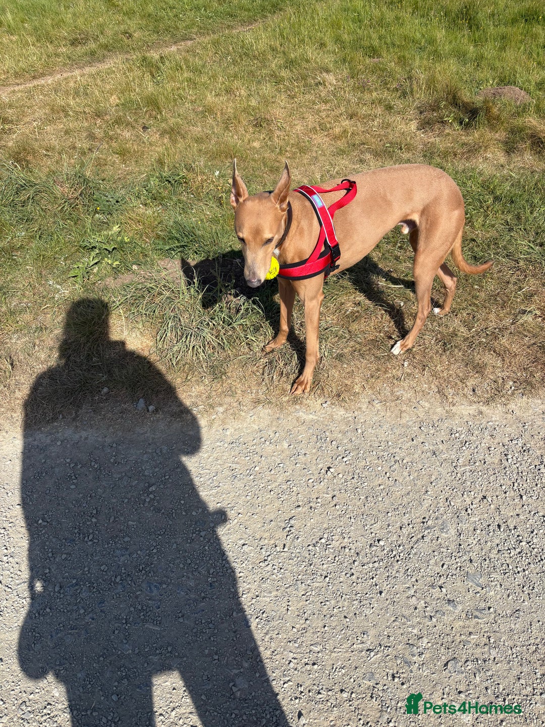 Mixed Breed dogs for sale: Rehoming 8 year old lurcher x greyhound - Advert 7