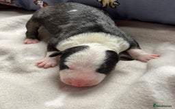 English Bull Terrier dogs for sale: English bull terrier puppy’s  - Image 15