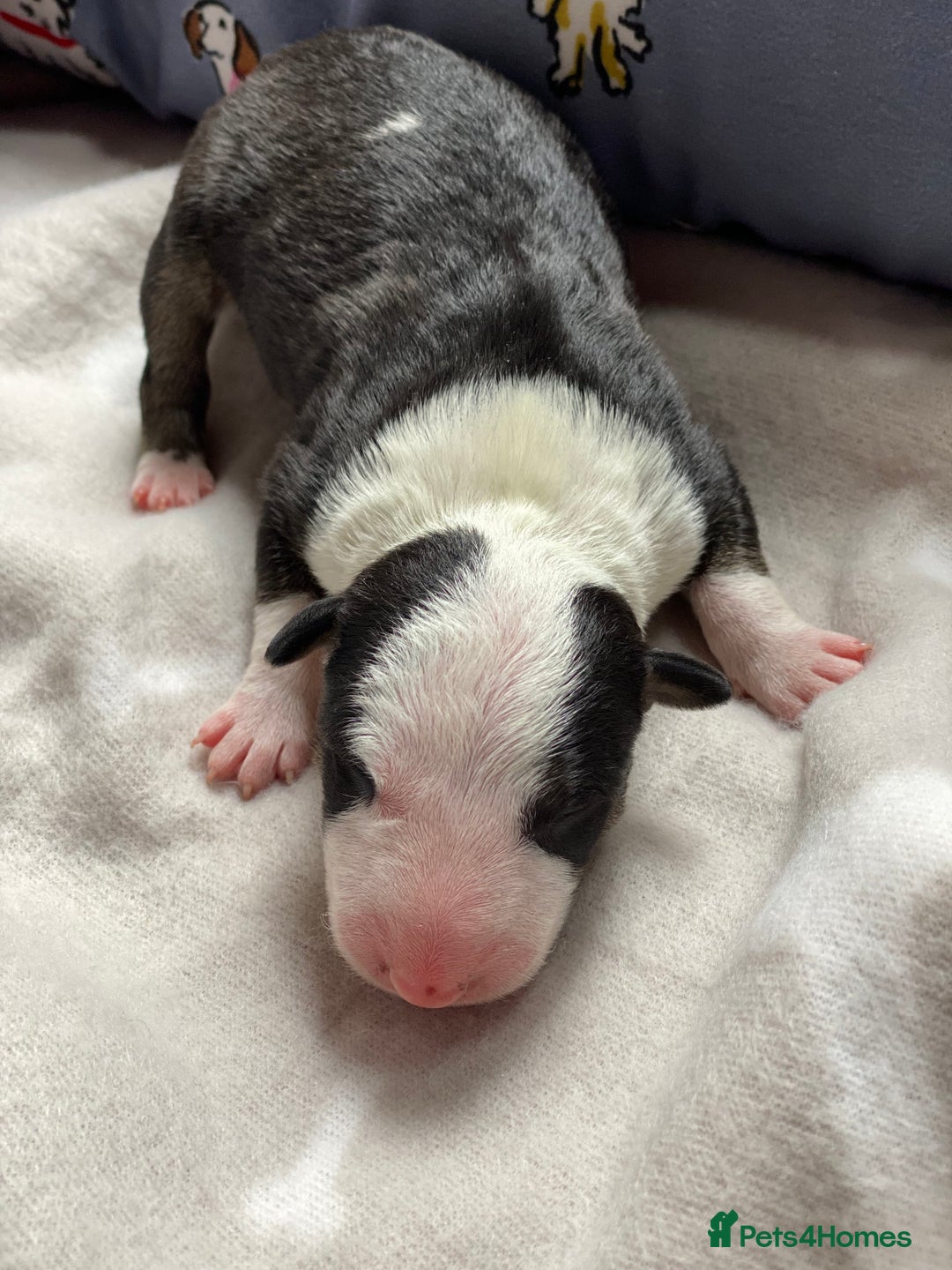 English Bull Terrier dogs for sale: English bull terrier puppy’s  - Image 15