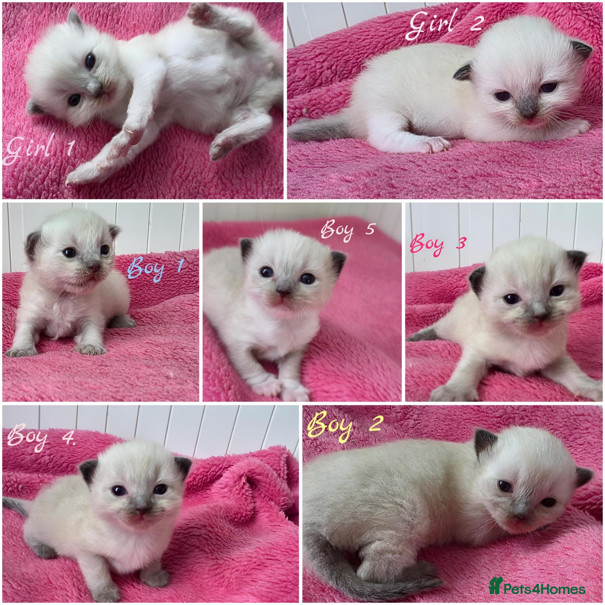 Ragdoll cats Ragdolks kittens-Reservation open😻😺🩵❤️ - Advert 1