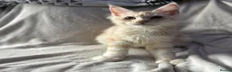 Maine Coon cats for sale: maine coon  - Advert 4