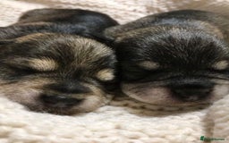 Miniature Schnauzer dogs for sale: KC reg & dna tested miniature schnauzer pups  - Image 1