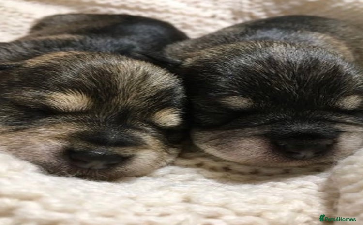 Miniature Schnauzer dogs - Advert 1