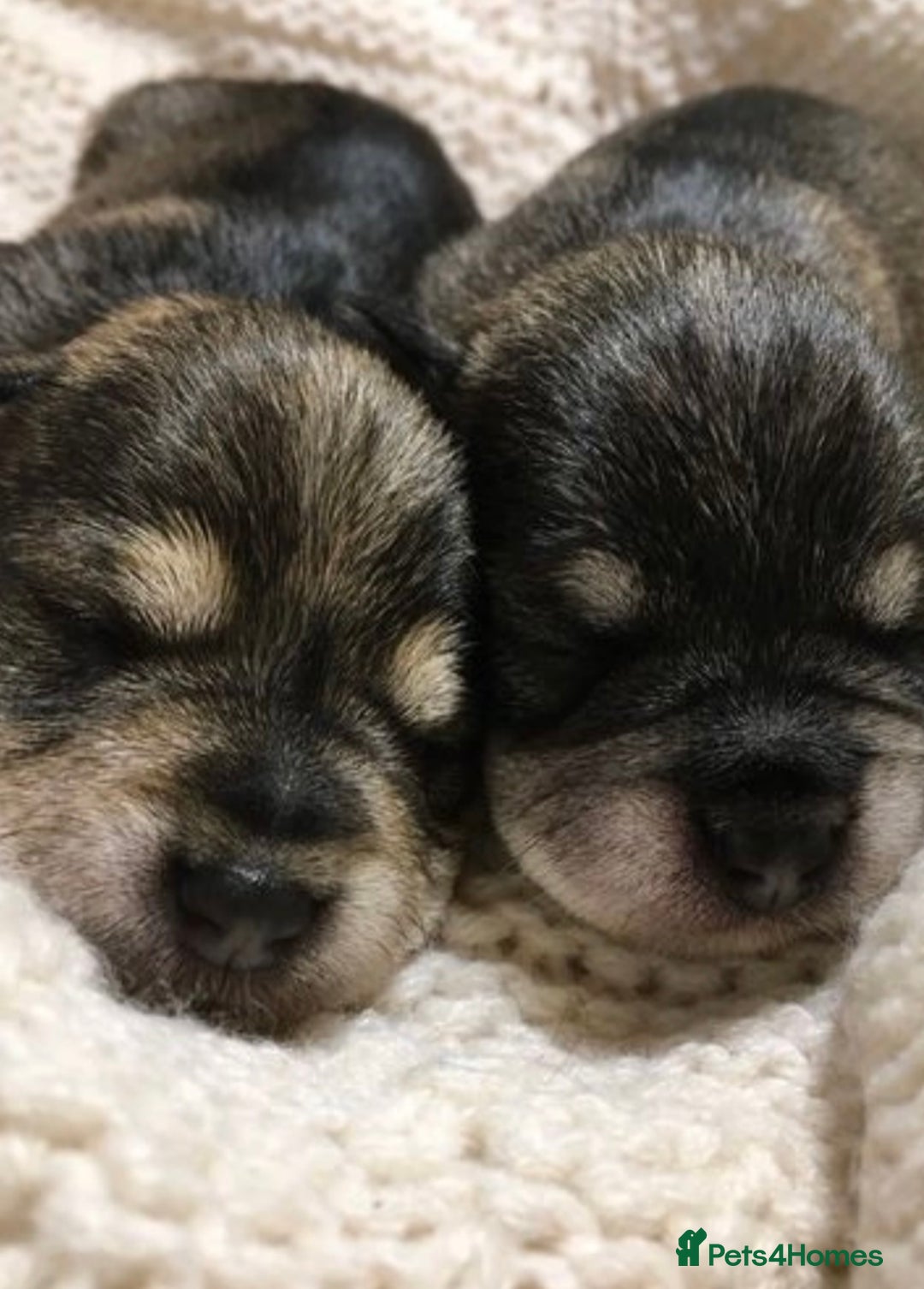 Miniature Schnauzer dogs for sale: KC reg & dna tested miniature schnauzer pups  - Image 1