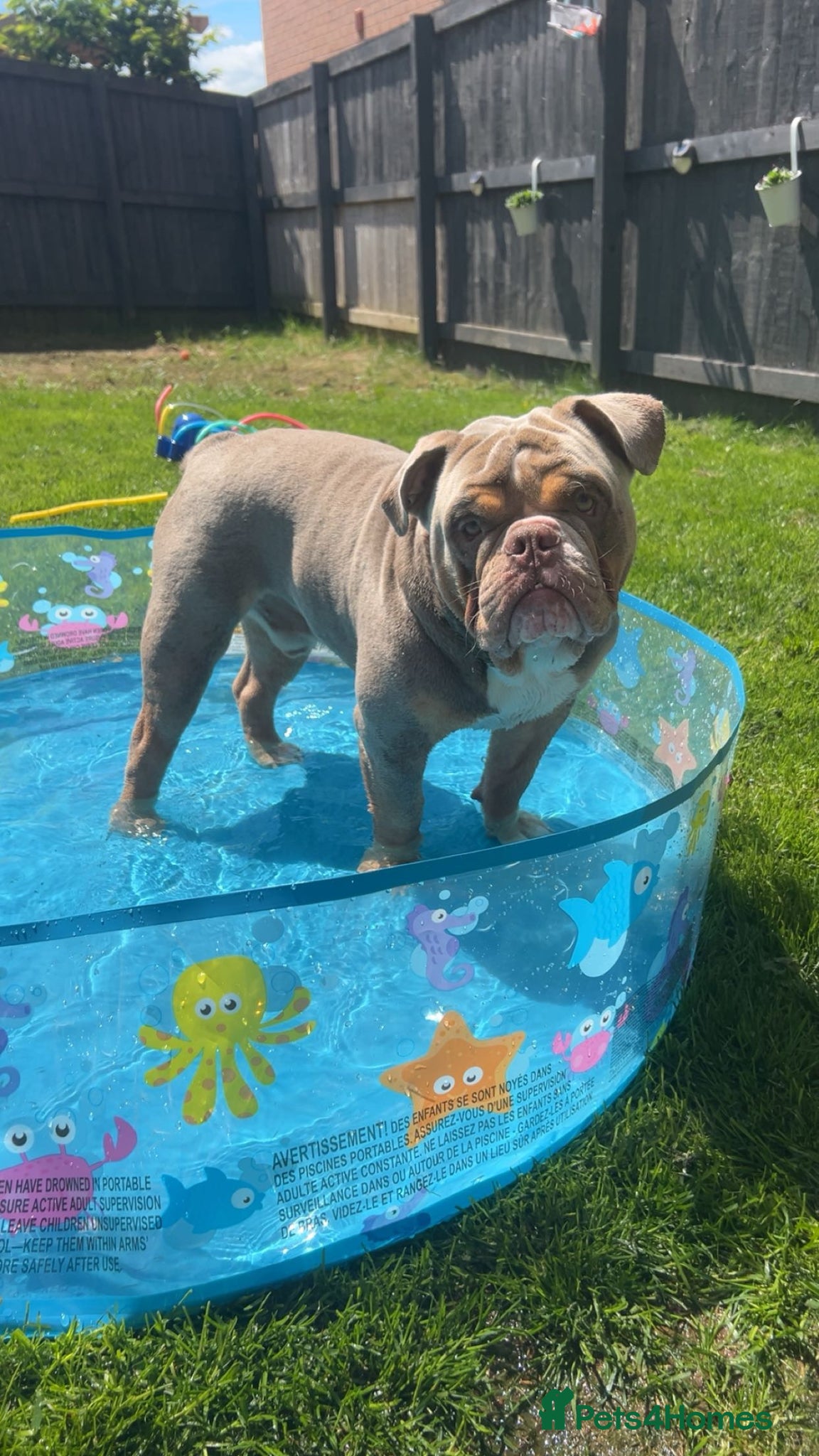 Olde English Bulldogge dogs  STUD-lilac olde english bulldogge! - Advert 3