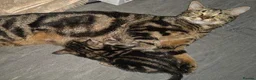 Bengal cats for sale: Beautiful Bengal kitten in Whitchurch - Advert 2