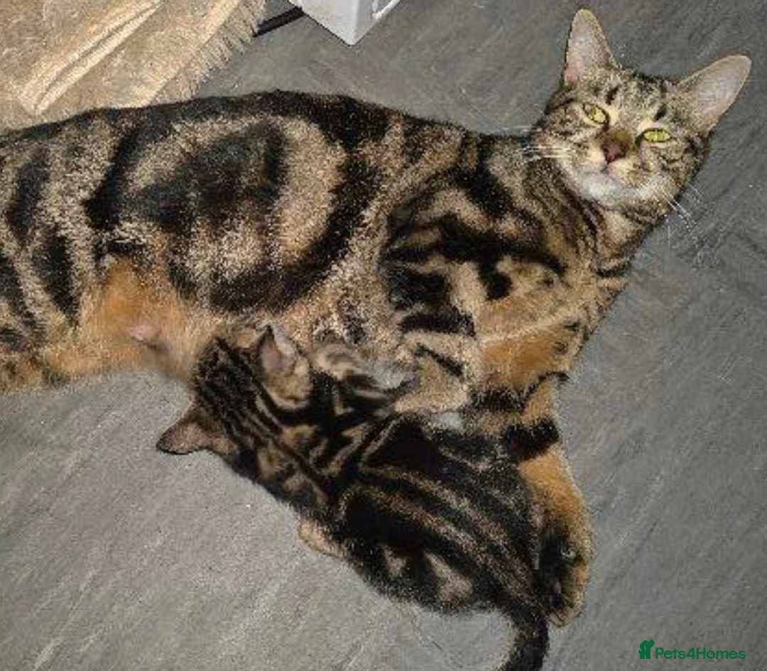 Bengal cats for sale: Beautiful Bengal kitten in Whitchurch - Advert 2