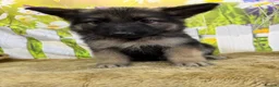 German Shepherd dogs for sale: German Shepherd puppies for sale - Advert 8