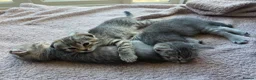 Scottish Fold cats for sale: Beautiful Scottish Fold Grey kittens for sale - Advert 3