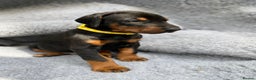 Dobermann dogs for sale: KC REGISTERED DOBERMAN ( 11 months old : Intact) - Advert 33