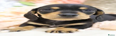 BLACK AND TAN FEMALE