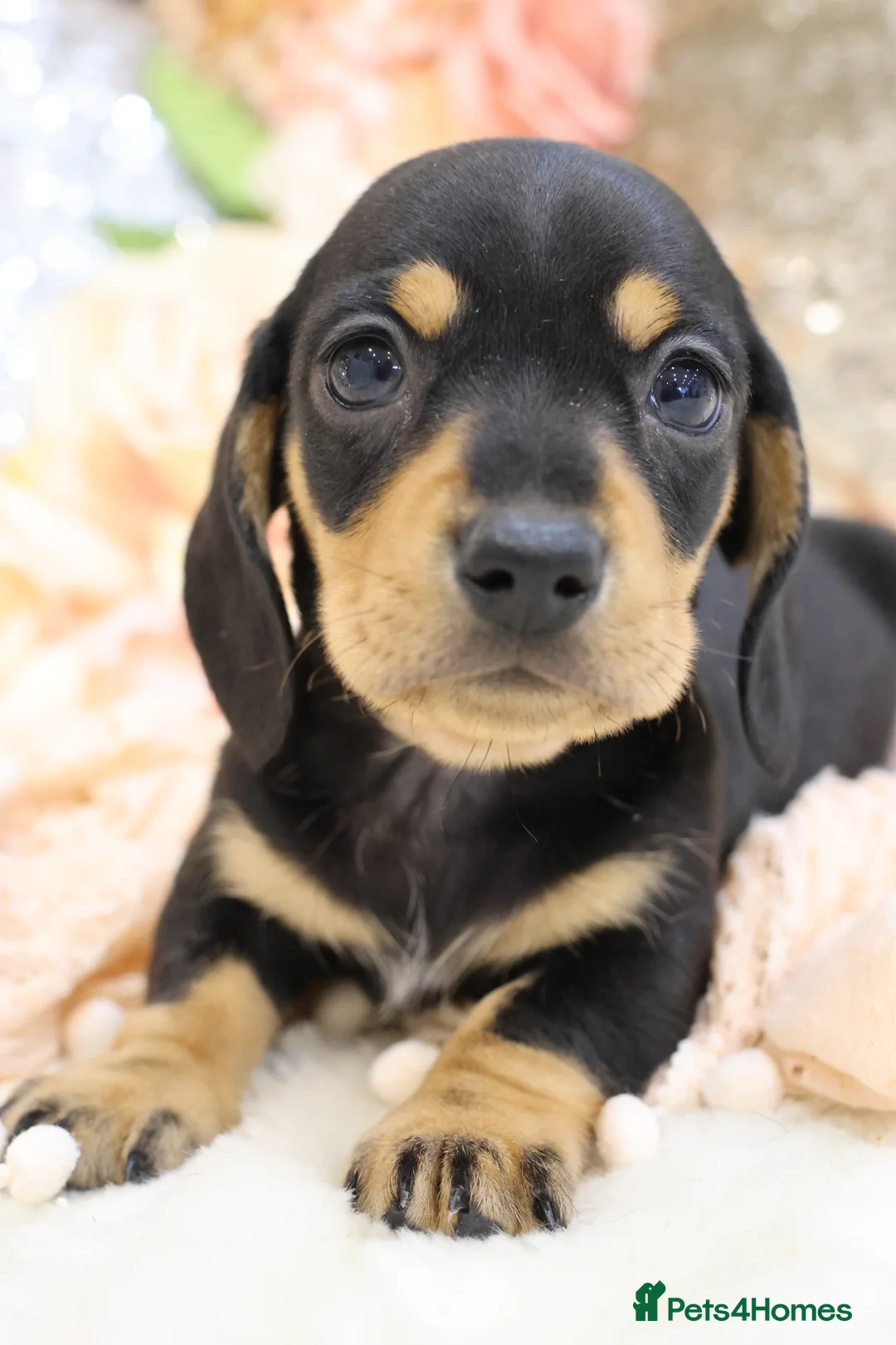 Miniature Dachshund dogs for sale: KC Miniature Dachshund Puppies - Advert 27