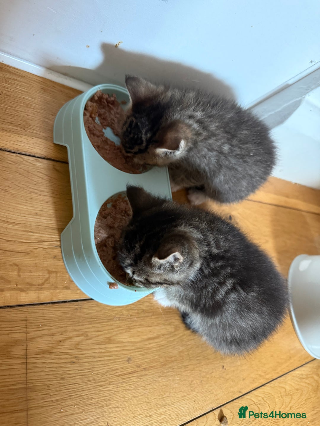 British Shorthair cats for sale: Male&Female British short hair kitten - Image 5