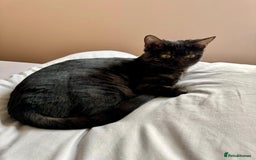 Bengal cats for sale: Beautiful Bengal For Sale - Image 4