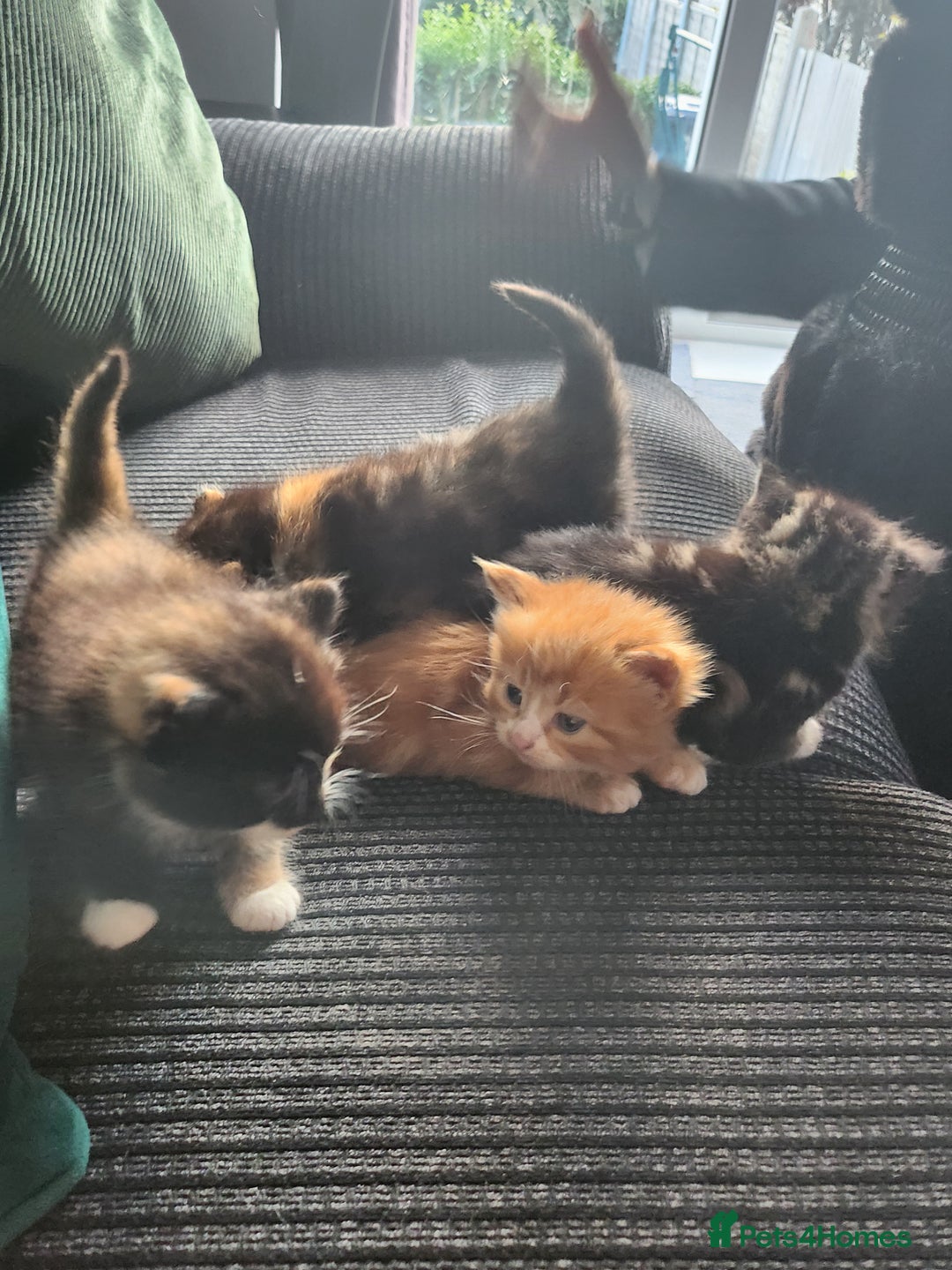 Mixed Breed cats for sale: 4 beautiful kittens ready - Image 8
