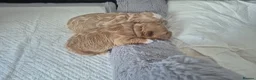 Maltipoo dogs for sale: 2x Maltipoo boys - Advert 7