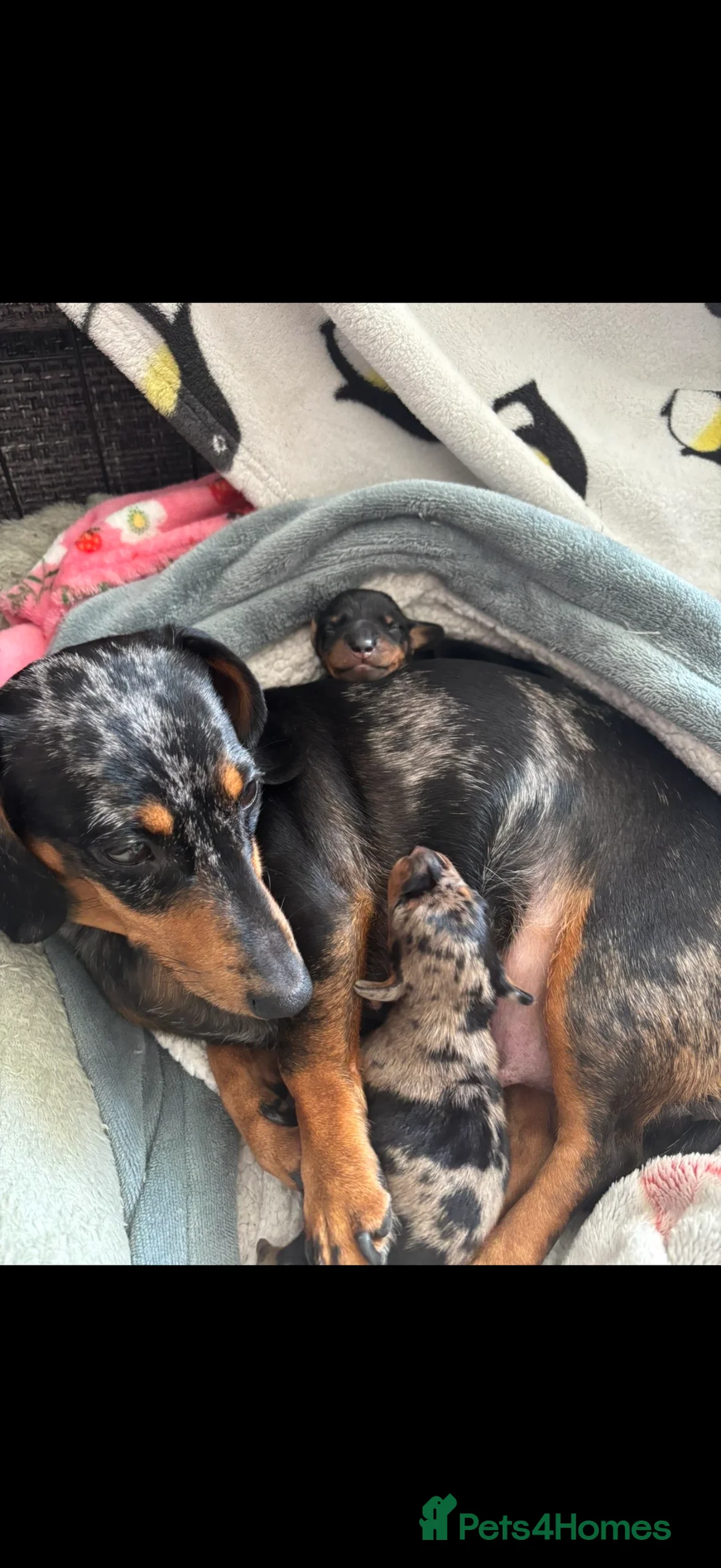Miniature Dachshund dogs for sale: 2 miniature dachshunds for sale (smooth haired) in Lanark - Advert 12