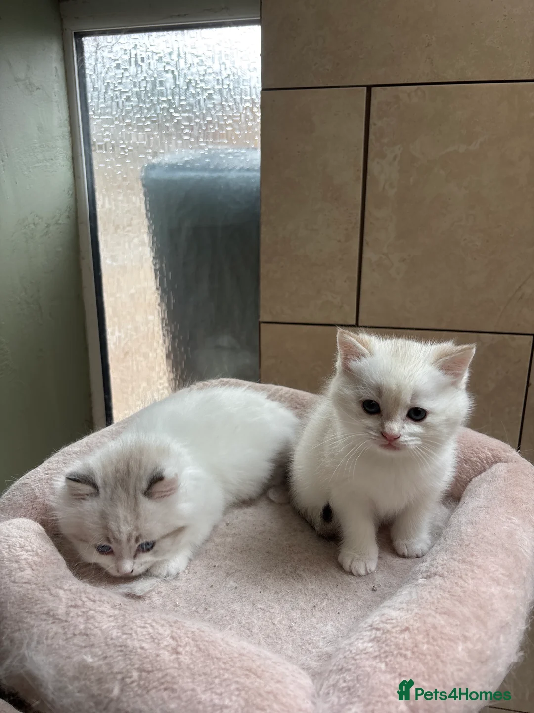 Mixed Breed cats for sale: 🐾 GORGEOUS BSH × LYNX POINT MIX - Advert 2