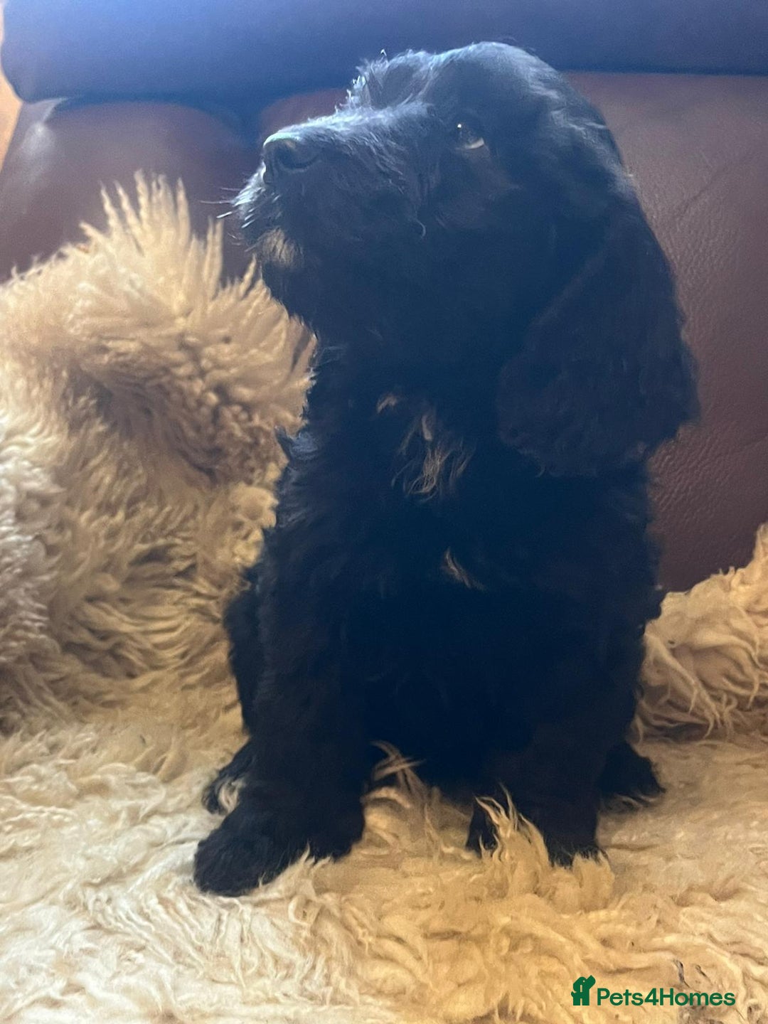 Cockapoo dogs for sale: Cockapoo puppies  - Advert 10