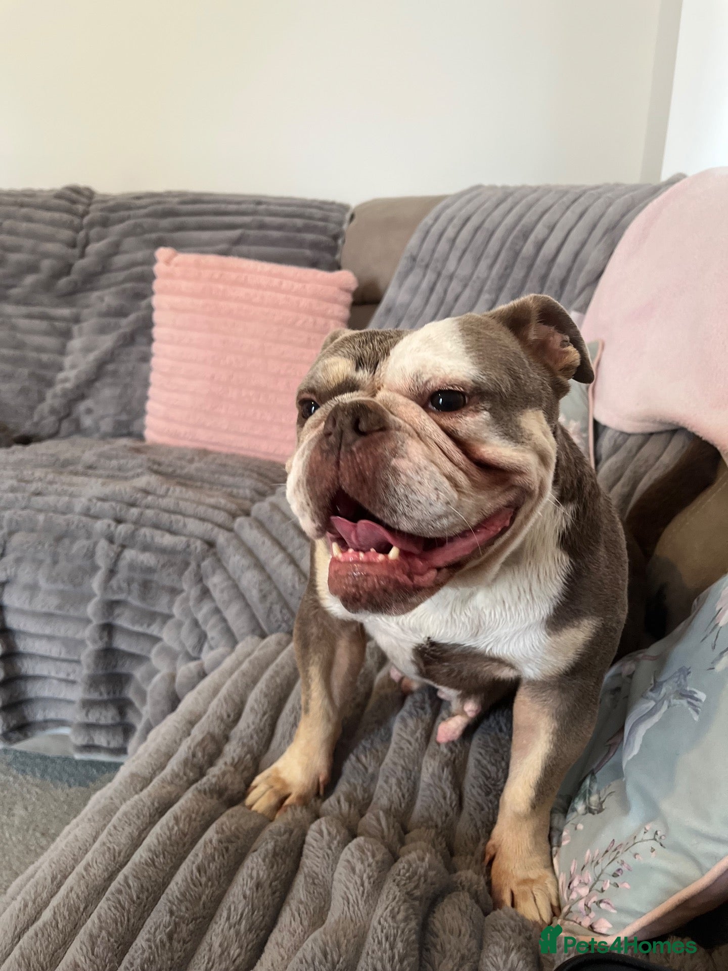 Old Tyme Bulldog dogs 6 years old old Tyme English Bull Dog - Advert 2