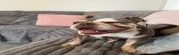 Old Tyme Bulldog dogs for sale: 6 years old old Tyme English Bull Dog in Bourne - Advert 1