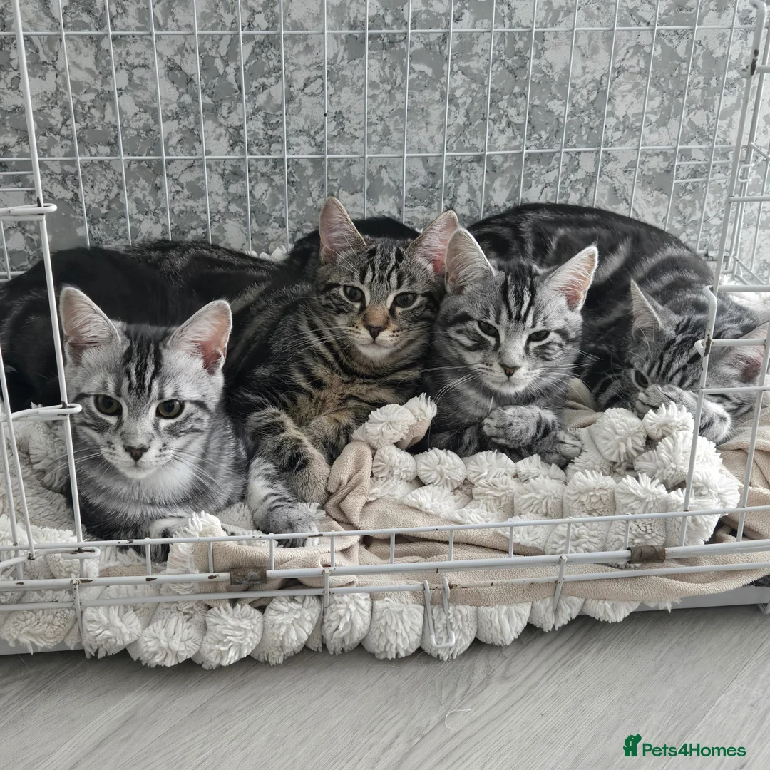 Maine Coon cats for sale: Maine coon x - Advert 2