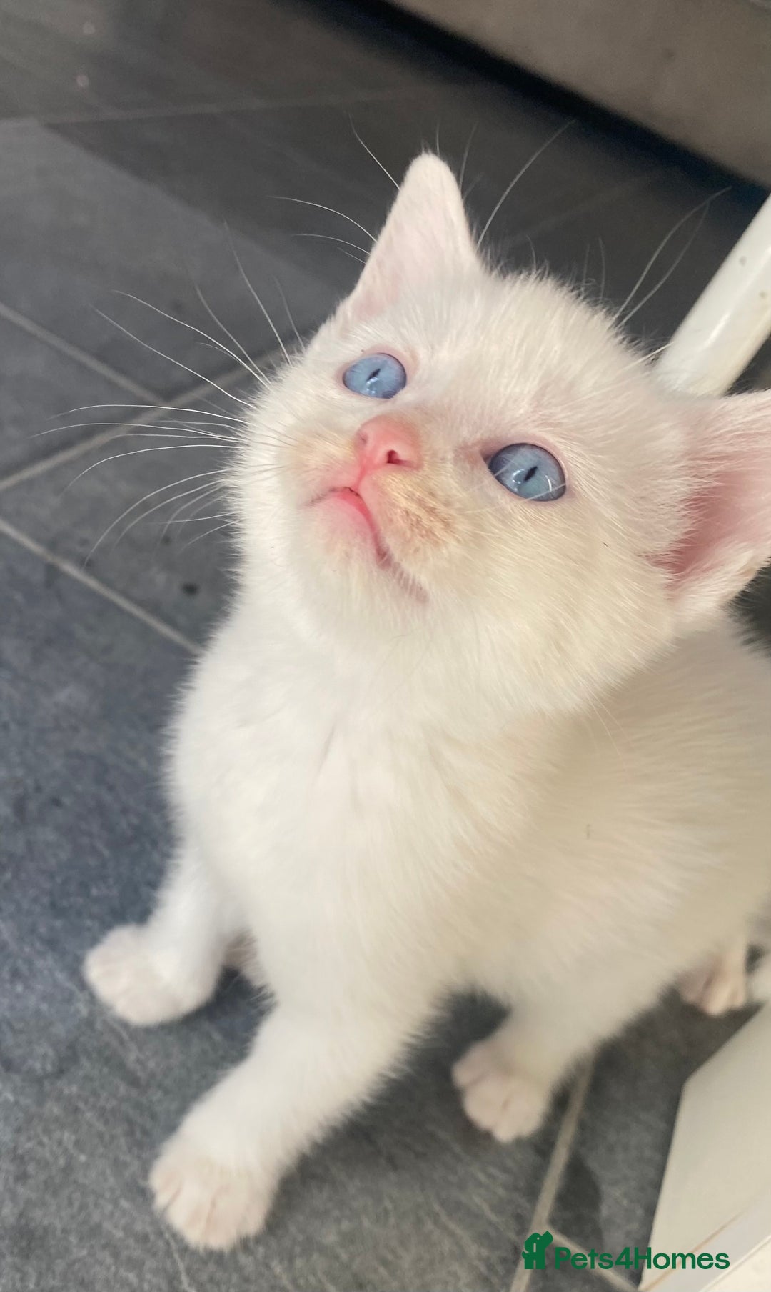 Domestic Shorthair cats for sale: 2 blue eyed Girls  - Image 8