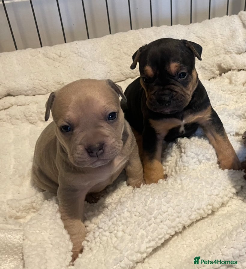 Mixed Breed dogs 6 weeks old and looking for their forever homes. - Advert 1