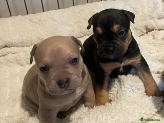 Mixed Breed dogs 6 weeks old and looking for their forever homes. - Advert 1